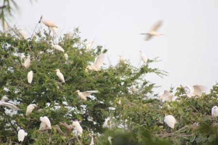 Hơn 17 h chiều cò bắt đầu về khu vườn tìm nơi trú ngụ