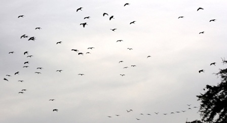 Càng về chiều lượng cò bay về càng đông