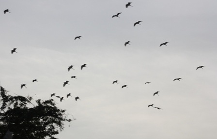 Càng về chiều, từng đàn cò đáp cánh về vườn cò Bằng Lăng trú ngụ