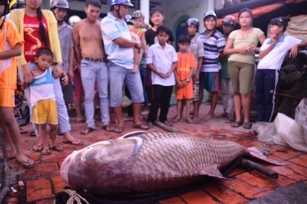 Sau khi bán được con cá hô với gia cao gia đình ông Minh trả nợ và còn một ít tích luỹ vốn làm ăn