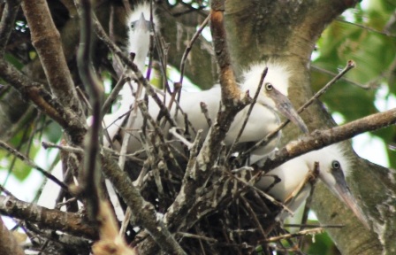 Những chú cò con mới nở chờ mẹ về mớm mồi