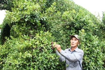 Nghệ nhân đang tỉa cành để tạo dáng hình con dê