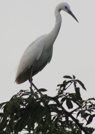 Con cò thong thả đứng nghỉ ngơi trên ngọn cây