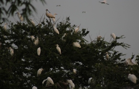 Trời càng tối, đàn cò về đây trú ngụ càng đông hấp dẫn nhiều du khách