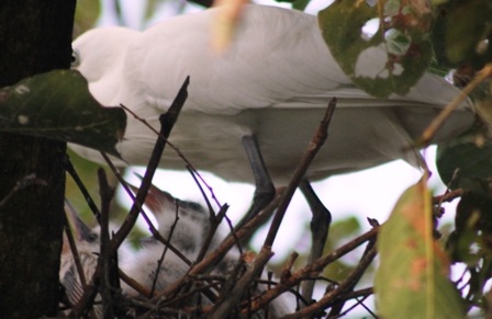 Cò mẹ về mớm mồi, chăm sóc đàn con