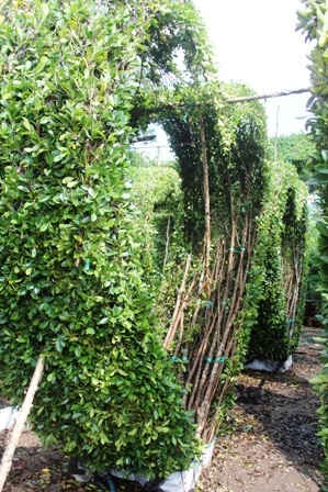 Kiểng hình trái tim cũng được đặt hàng trong dịp tết