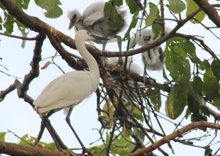 Ngoài cò thì họ nhà còng cọc, bìm bịp cũng về khu vườn trú ngụ