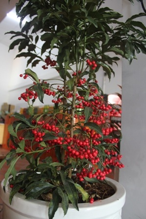 Cây kim ngân lượng có giá 1 triệu đồng/chậu