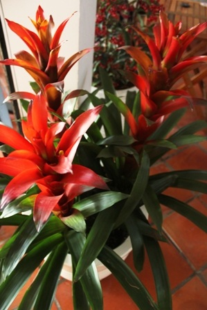 Hoa phúc lộc có giá 200 ngàn đồng /cây