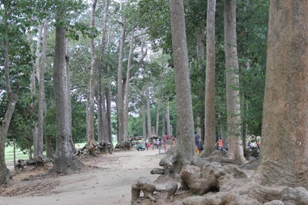 Xung quanh Ao Bà Om là những gốc cổ thụ rễ trồi lên mặt đất rất đặc biệt