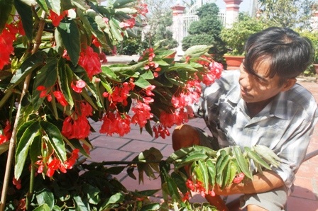 Chi tiền triệu mua kiểng “siêu độc” chơi Tết - 6 Hoa sơ phrai mới nhập về vài năm gần đây ở làng hoa Sa Đéc