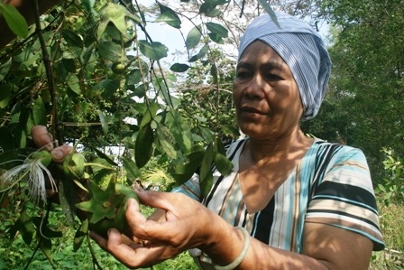 Trái bần hoang dã có nhiều ở vùng đất bãi bổi được bà Cúc tận dụng sản xuất bột bần