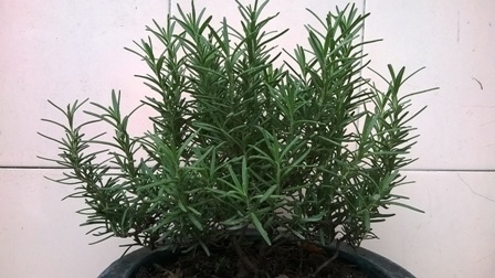 Chi tiền triệu mua kiểng “siêu độc” chơi Tết - 8 Cây hương thảo có mùi thơm lạ được bán tại làng hoa Sa Đéc