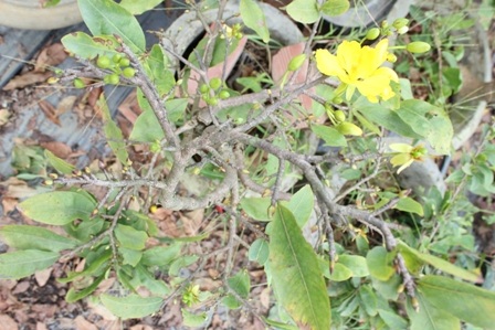 Mai vàng có hiện tượng trổ sớm do thời tiết thất thường