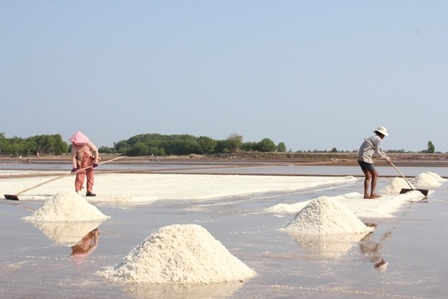 Mưa trái mùa khiến nhiều diêm dân trắng tay