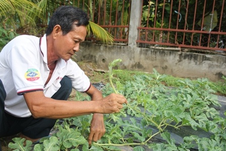Để có những quả dưa đẹp ông Liêm phải chăm sóc cẩn thận từ khi gieo hạt đến ra hoa, kết trái