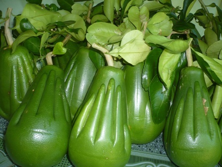 Bưởi hình “tay Phật” bán Tết giá bạc triệu - 1 Mỗi quả bưởi hình tay Phật có giá đến 600.000 đồng trong dịp Tết