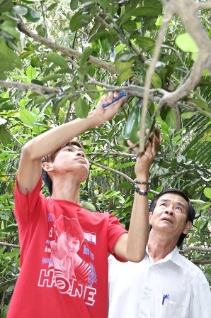 Bưởi hình “tay Phật” bán Tết giá bạc triệu - 2 Nhà vườn tỉnh Vĩnh Long thu hoạch bưởi hình tay Phật