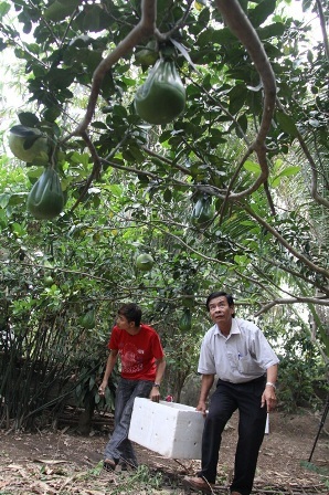 Bưởi hình “tay Phật” bán Tết giá bạc triệu - 3 Nhà vườn vùng sông nước Cửu Long trồng bưởi hình tay Phật