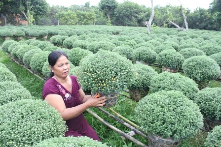 Cúc mâm xôi chỉ cần trổ không đúng Tết coi như nhà vườn thua lỗ