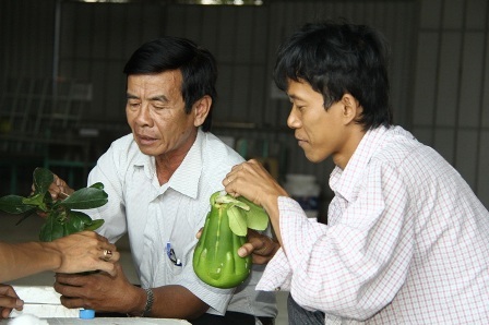 Bưởi hình “tay Phật” bán Tết giá bạc triệu - 4 Sau khi thu hoạch bưởi sẽ được đóng thùng chuyển thẳng ra Hà Nội