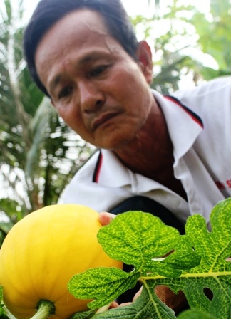 Những quả dưa tốt nhất được cho vào khuôn để tạo hình theo ý muốn