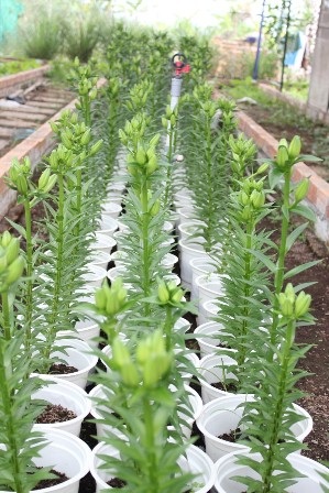 Hoa chuông có nguồn gốc từ Hà Lan