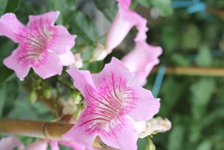 Hoa hồng thiên hương nguồn gốc từ Hà Lan