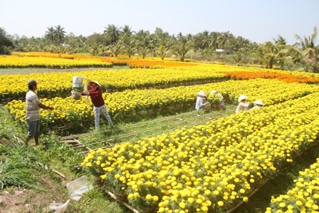 Đi đâu cũng thấy toàn là hoa