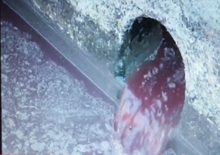 Nước thải của công ty không được thu gom, xử lý đúng quy định