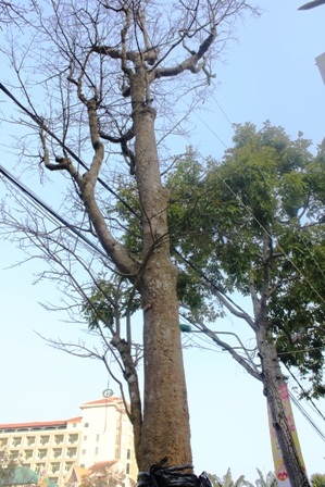 Lão mai cao hơn cả cây xanh ở lề đường