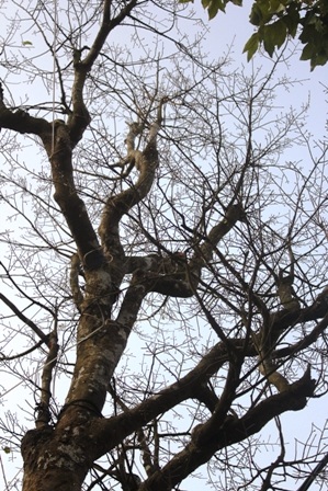 Tán cây mai cao chót vót