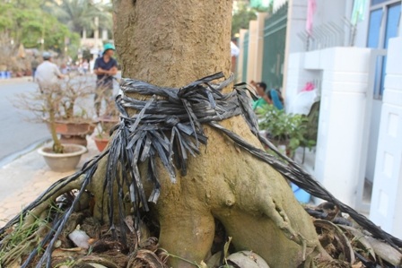 Gốc mai cổ thụ có bề hoành 1,1 m