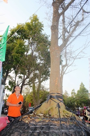 Người dân ngắm lão mai cổ thụ cao chót vót