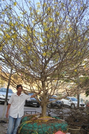 Cây mai cổ thu của ông Tân giá 170 triệu đồng