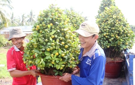 Nhà vườn Chợ Lách vận chuyển quất kiểng về thành phố bán Tết