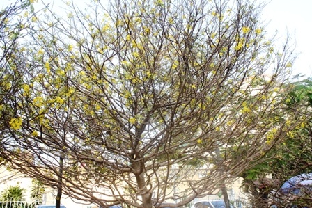 Mai tán rộng đến 6 m rất đẹp