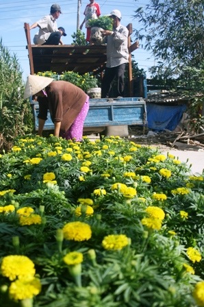Hoa Tết "đổ bộ" về phố - 19 (Ảnh: Minh Giang).
