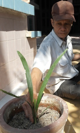 Xôn xao cây "lạ" cho hàng vạn quả - 6 Thấy cây có quả lạ nên một số người đem hạt về ươm lên cây con