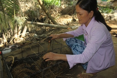 Cha bị ung thư, bé lớp 8 chỉ được ăn cơm với... thịt cóc - 5 Mật con cóc giờ là niềm hy vọng cứu ông Phi Em khỏi bệnh ung thư