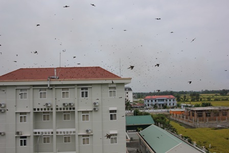 Hàng vạn con én kéo về “bao vây” các trụ sở cơ quan - 2 Kế bên các cơ quan ban ngành là đồng ruộng có nguồn thức ăn phong phú cho chim én