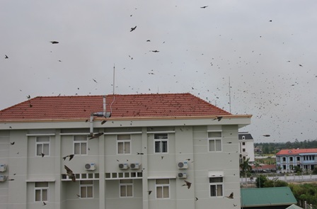 Hàng vạn con én kéo về “bao vây” các trụ sở cơ quan - 3 Nóc tòa nhà là nơi nghỉ chân của đàn chim én