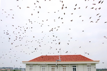 Hàng vạn con én kéo về “bao vây” các trụ sở cơ quan - 1 Đàn chim én bao vây tòa nhà các cơ quan