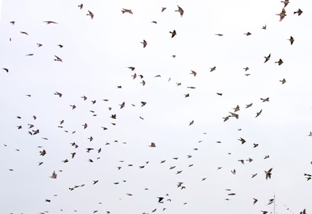 Hàng vạn con én kéo về “bao vây” các trụ sở cơ quan - 4 Bầu trời mùa xuân đầy chim én bay lượn.