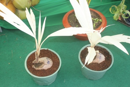 Cây dừa màu trắng
