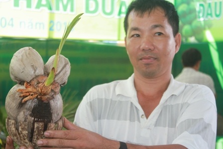 Quả dừa sinh 3 rất độc đáo.
