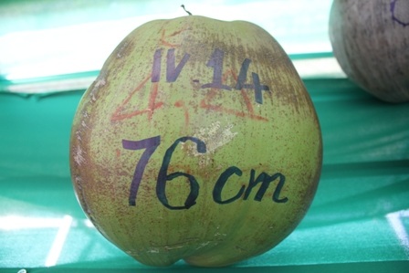 Quả dừa nặng 4,4 kg
