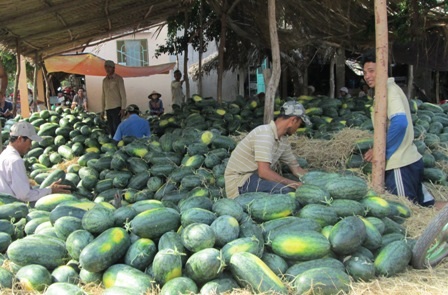 Người dân Thạnh Phong thu hoạch dưa hấu - đặc sản được trồng ở vùng cát ven biển