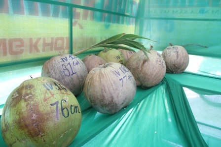 Những quả dừa siêu khủng