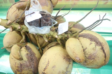 Buồng dừa quả nào cũng có nón trên đầu